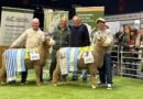 🏅 ALFREDO SCHESCHKO, EL GRAN CAMPEÓN DE LA RAZA CORRIEDALE ARGENTINA