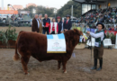Premios la cabaña del treslomense. Ahora dos más en la Expo de Palermo. Ayer fue la jura de esta raza.