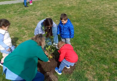 🌳✨ CELEBRAMOS JUNTOS EL DÍA DEL ÁRBOL EN TODO EL DISTRITO✨🌳