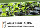 🥬🌱Plantines de temporada🌱🥬