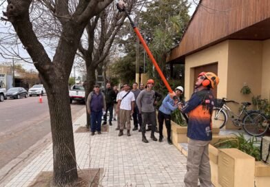 EN MAYO COMIENZA LA TEMPORADA DE PODA: SIEMPRE SE DEBE SOLICITAR AUTORIZACIÓN PREVIA