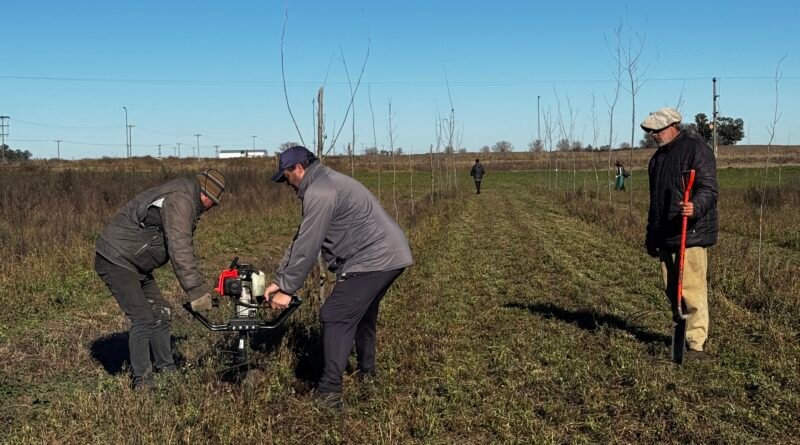 TRABAJOS DE REPOSICIÓN DE ARBOLES EN EL POLO INDUSTRIAL, COMERCIAL Y DE SERVICIOS