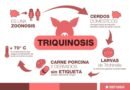 Brote de triquinosis en Madariaga: más de 100 personas afectadas, dos graves