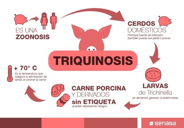 Brote de triquinosis en Madariaga: más de 100 personas afectadas, dos graves