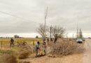 CONTINÚAN LOS TRABAJOS DE FORESTACIÓN