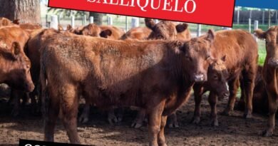 REMATE FERIA EN SALLIQUELÓ