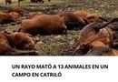 Un rayo mató a 13 animales en una estancia al norte de Catriló