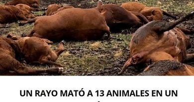 Un rayo mató a 13 animales en una estancia al norte de Catriló