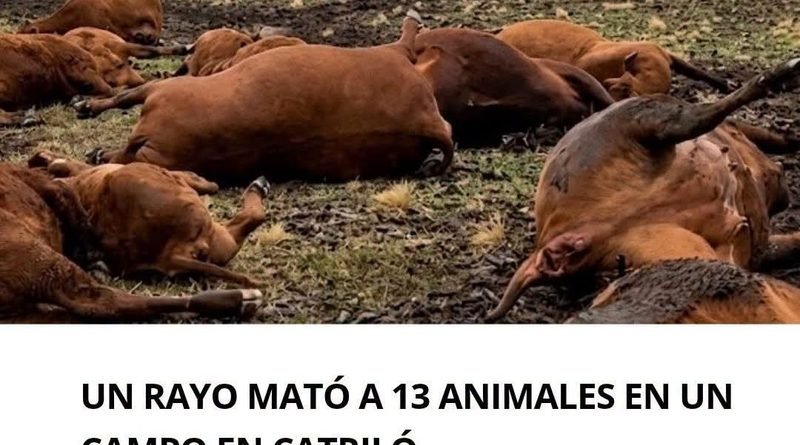 Un rayo mató a 13 animales en una estancia al norte de Catriló