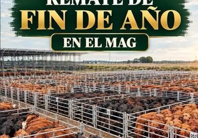 Ganadera Salliquelo: 💥REMATE DE FIN DE AÑO EN EL MERCADO AGROGANADERO DE CAÑUELAS