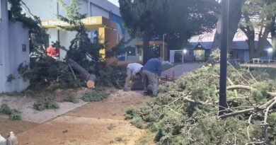 Trenque Lauquen: Operativo de emergencia del Municipio por la caída de árboles y postes de luz como consecuencia de los fuertes vientos