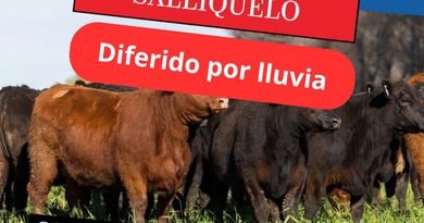 Ganadera Salliquelo: Informa que el remate para Salliquelo fue diferido por lluvia para el 19 de octubre.