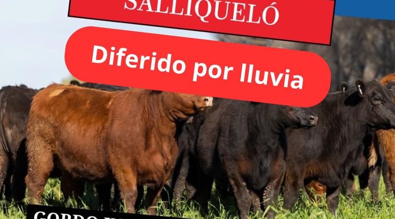 Ganadera Salliquelo: Informa que el remate para Salliquelo fue diferido por lluvia para el 19 de octubre.