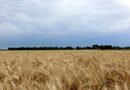 Buscan proteger las tierras rurales bonaerenses y limitar su extranjerización